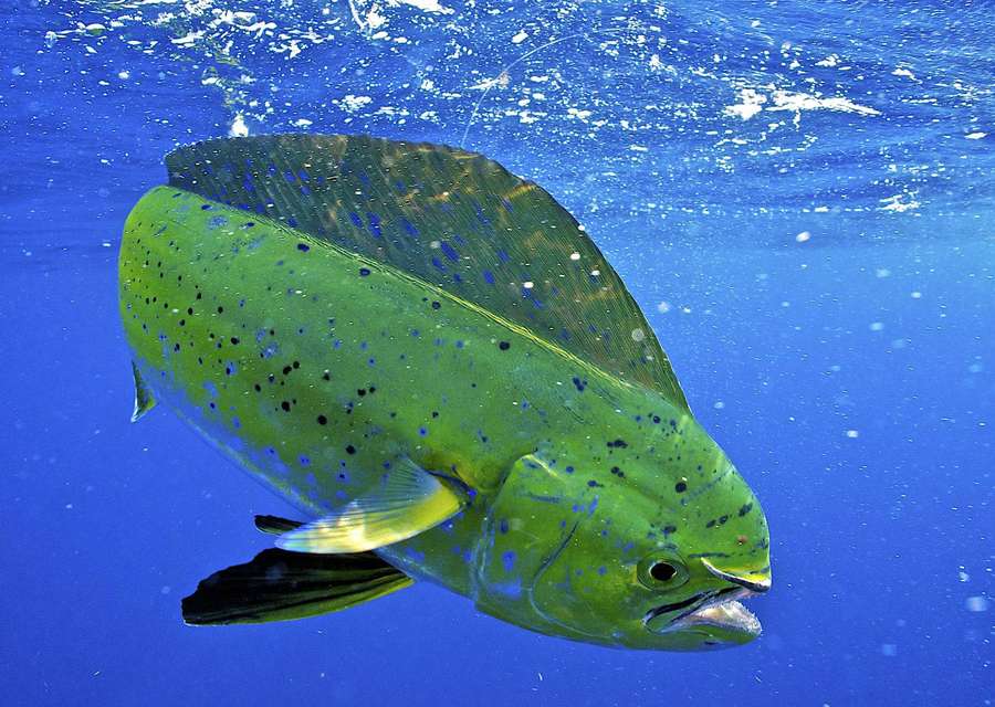A green spotted fish swimming in blue ocean water near surface — Mahi Mahi Wallpaper