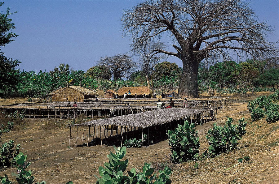 Malawi Baggrunde