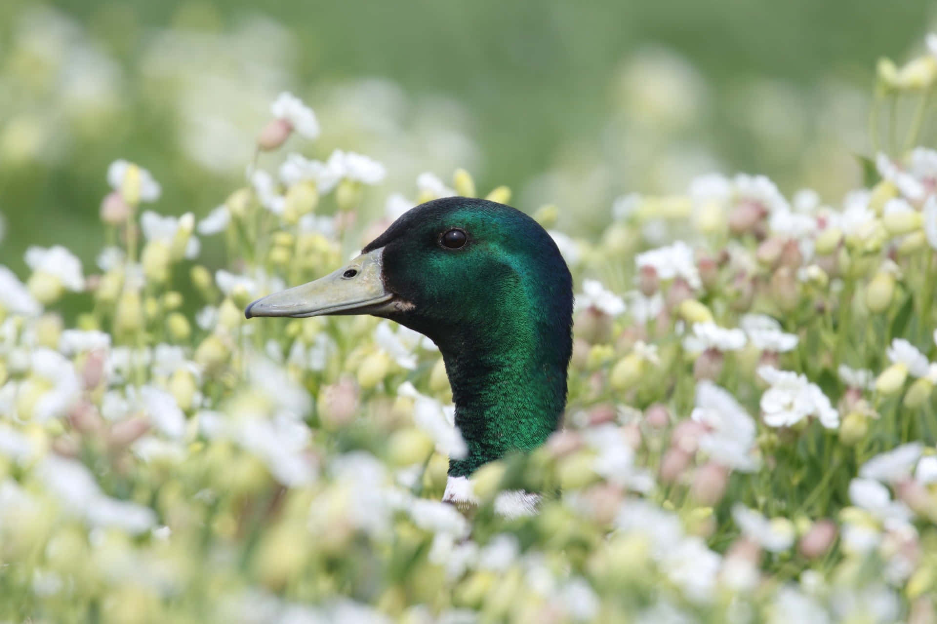 Mallard Wallpaper