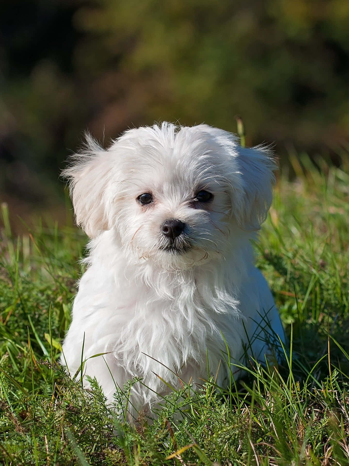 Maltese Puppies Pictures Wallpaper