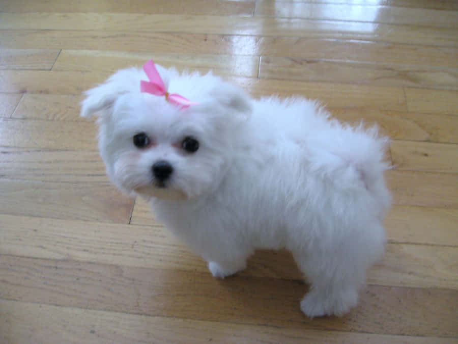 Maltese Puppy Pictures Wallpaper