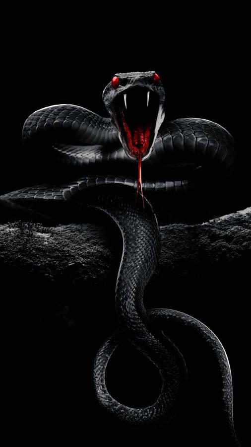 Black Mamba Snake Wallpapers  Top Free Black Mamba Snake Backgrounds   WallpaperAccess