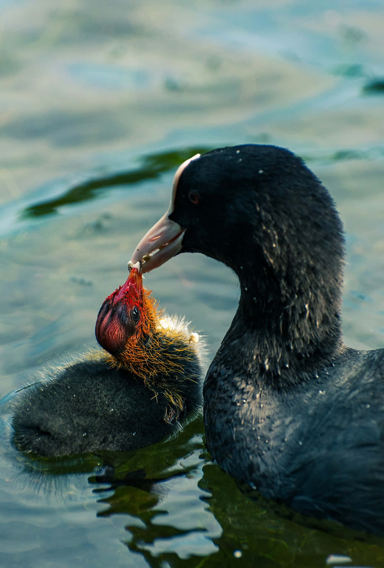 Mamma Uccello Sfondo