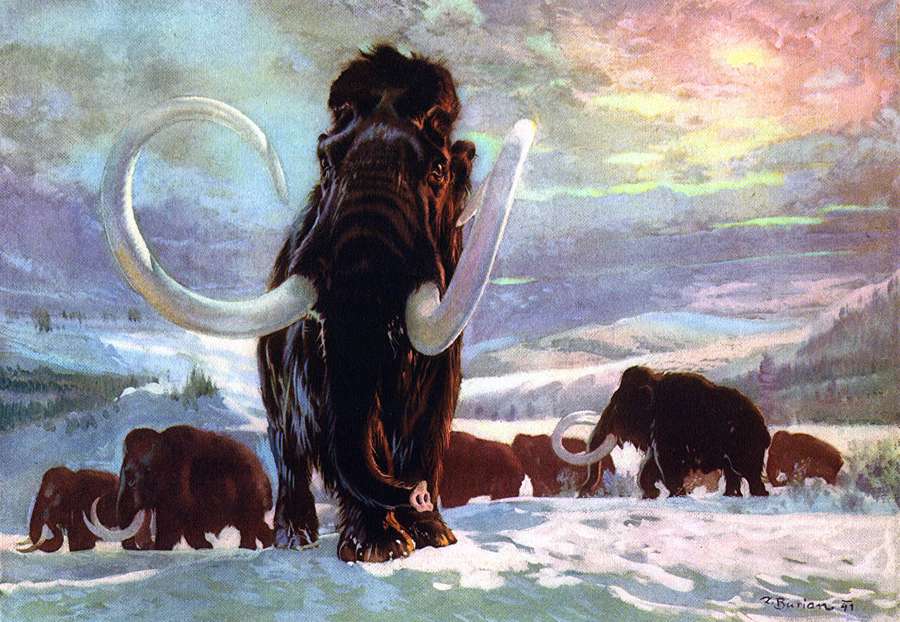 Woolly mammoth herd walking through snowy tundra at sunset. — Mammoth Wallpaper