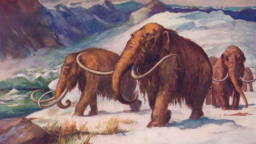 Tres mamuts lanudos caminando por un paisaje montañoso nevado. — Mamut Fondos de pantalla