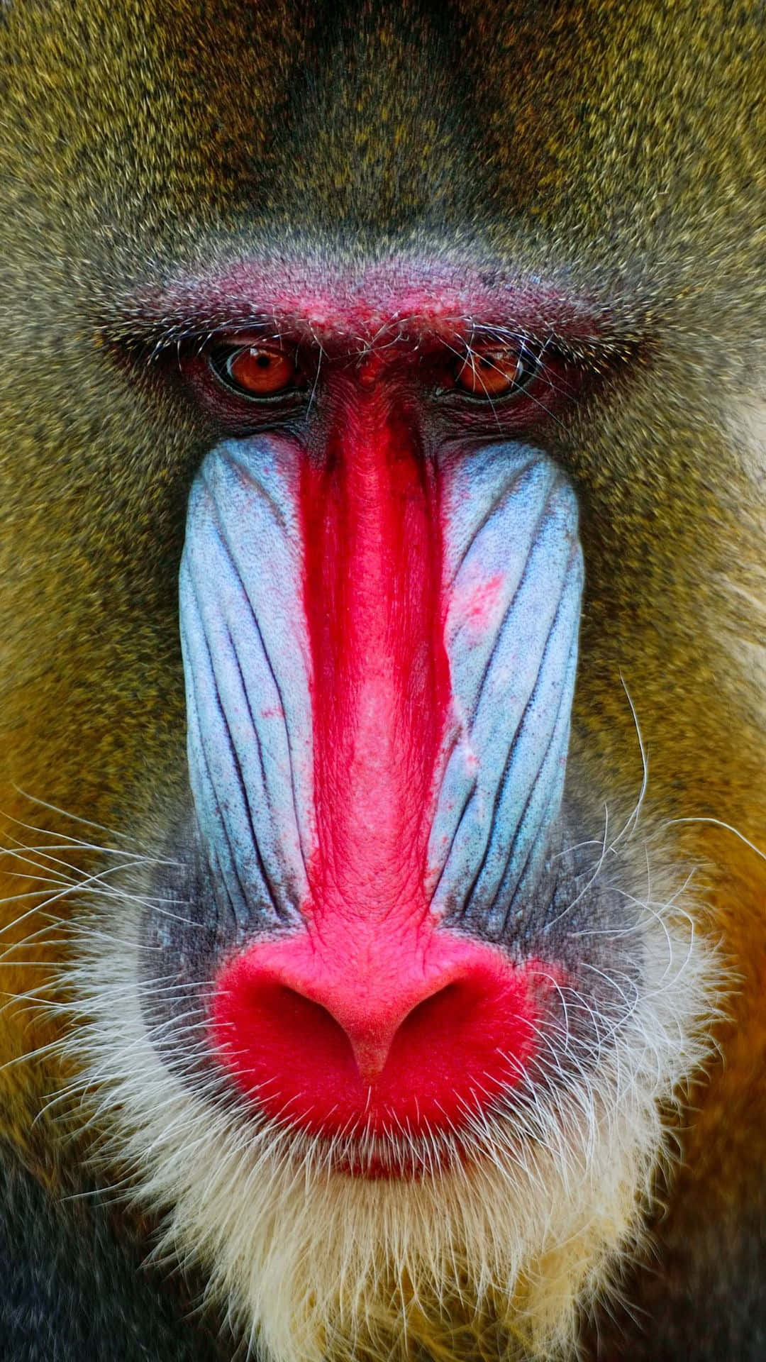 Mandrill Fond d'écran