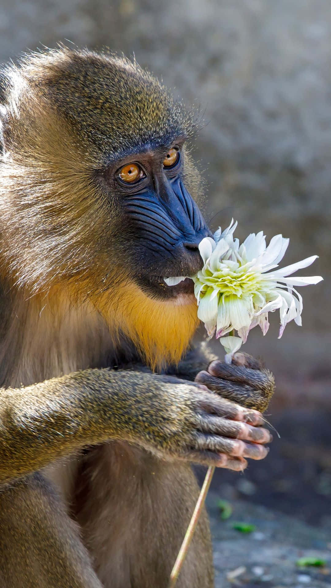 Mandrill Bakgrunnsbildet