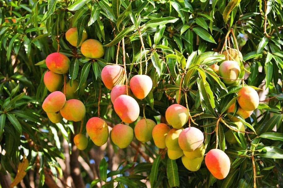 Clusters of ripe mangoes hanging from a leafy green tree in bright sunlight. — Mango Background