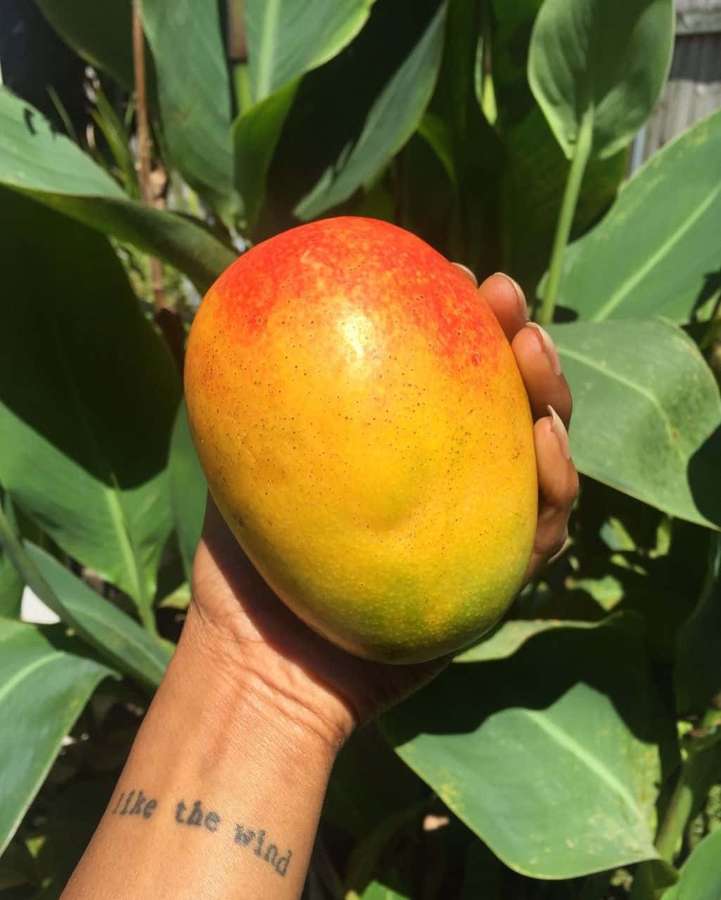 Hand, die eine reife Mango mit einem Tattoo mit der Aufschrift like the wind hält. — Mango Bilder