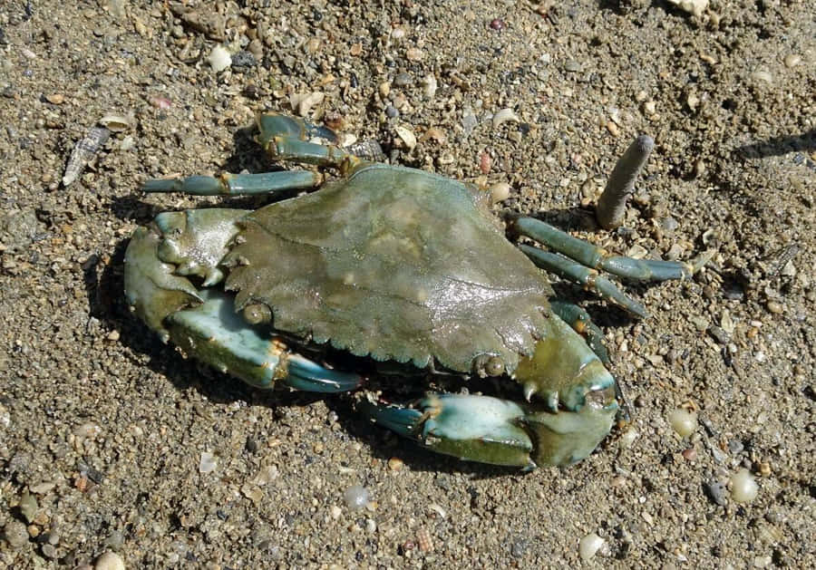 Mangrove Krab Achtergrond