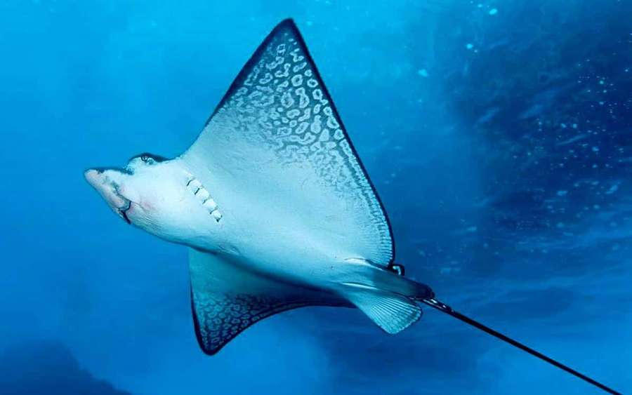 A spotted eagle ray swimming in blue ocean water. — Manta ray Wallpaper