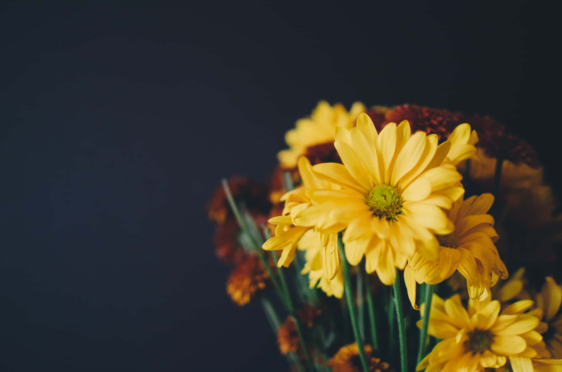 Marguerite Jaune Fond d'écran