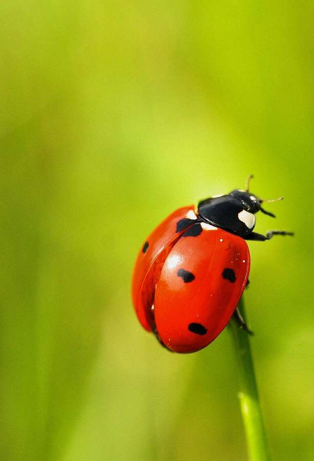 Ein roter Marienkäfer mit schwarzen Punkten auf einem grünen Grashalm. — Marienkäfer Wallpaper