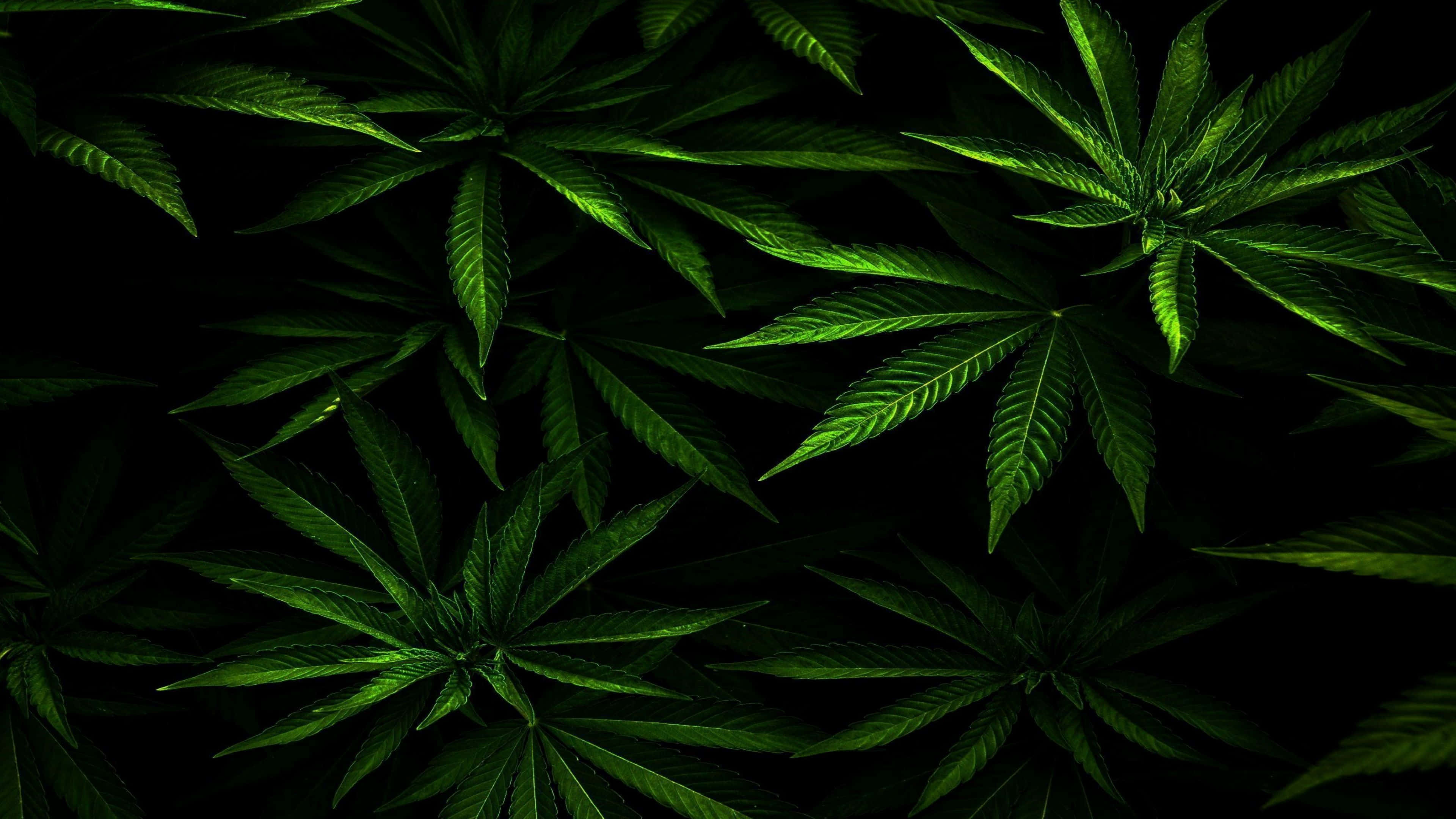 Nahaufnahme von leuchtend grünen Cannabisblättern vor schwarzem Hintergrund. — Marihuana Wallpaper