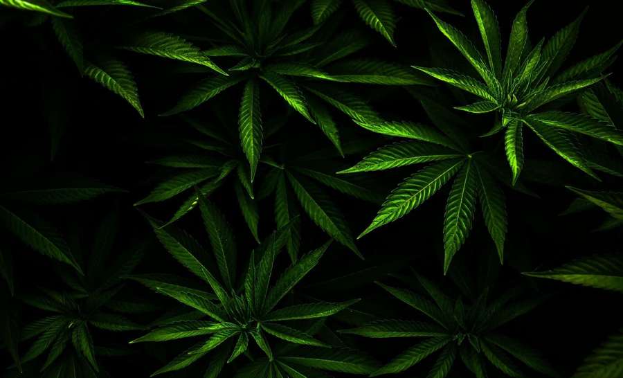 Close-up of glowing green cannabis leaves against a black background. — Marijuana Background