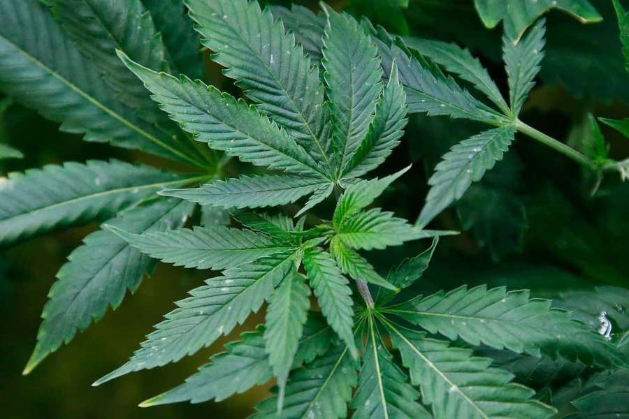 Vibrant green cannabis leaves with serrated edges in natural setting — Marijuana Picture