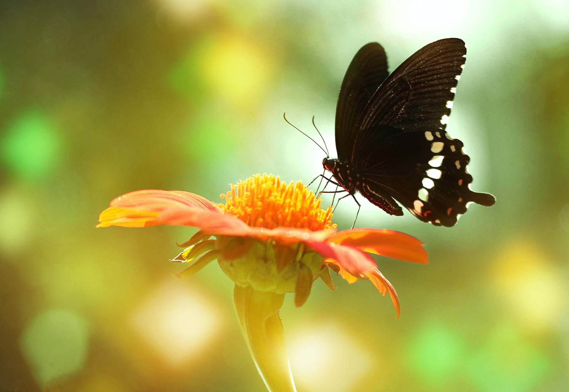 Mariposa En Flor Fondo de pantalla