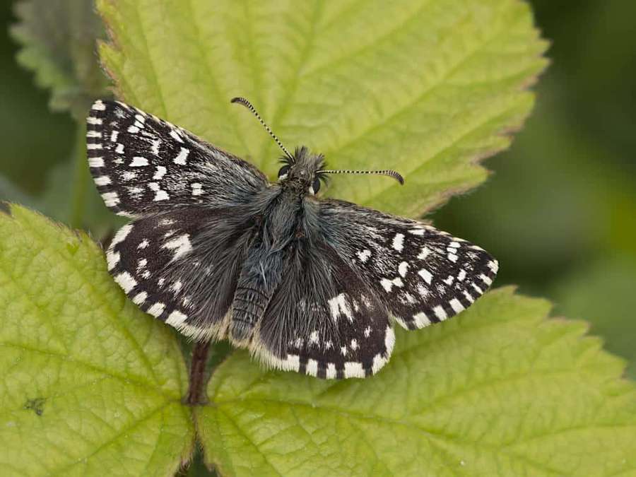 Mariposa blanca y negra posada en una hoja verde en entorno natural — Mariposa Skipper Fondos de pantalla