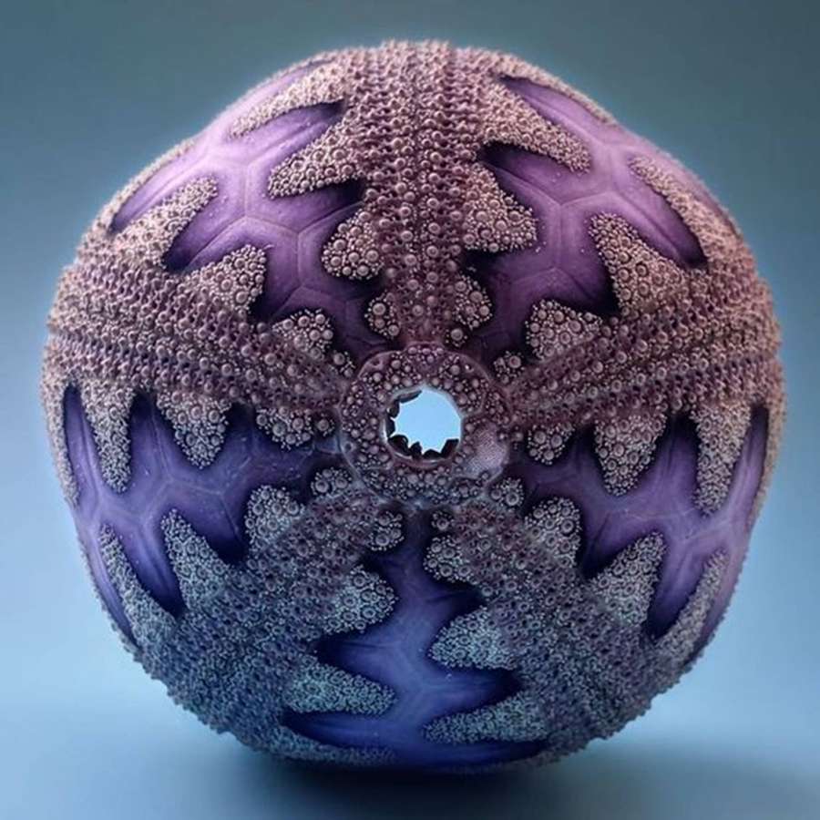 Una esfera fractal púrpura y azul con patrones geométricos y un agujero central. — Mariscos Fondos de pantalla