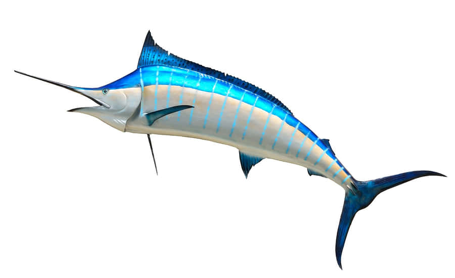 Marlin Biru Wallpaper