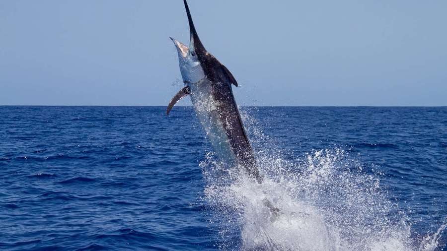 Marlin springt aus dem Ozeanwasser und erzeugt Gischt — Marlin Wallpaper