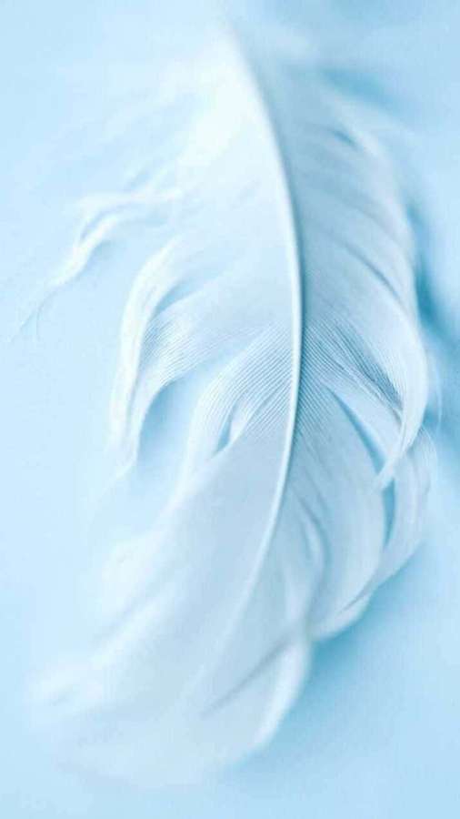 Una pluma blanca con barbas finas sobre un fondo azul suave. — Mármol Azul Claro Fondos de pantalla