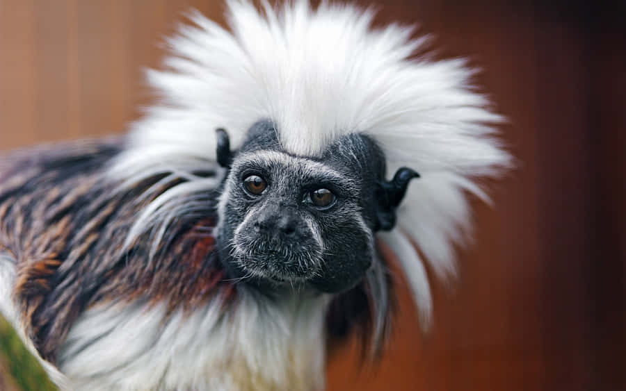 Marmoset Fond d'écran