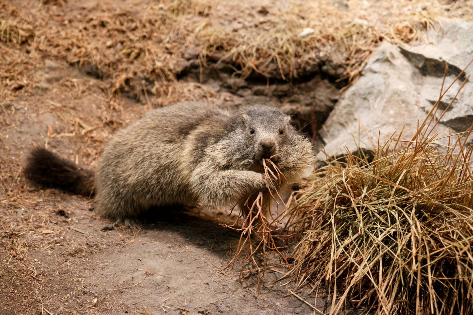 Marmotte Fond d'écran