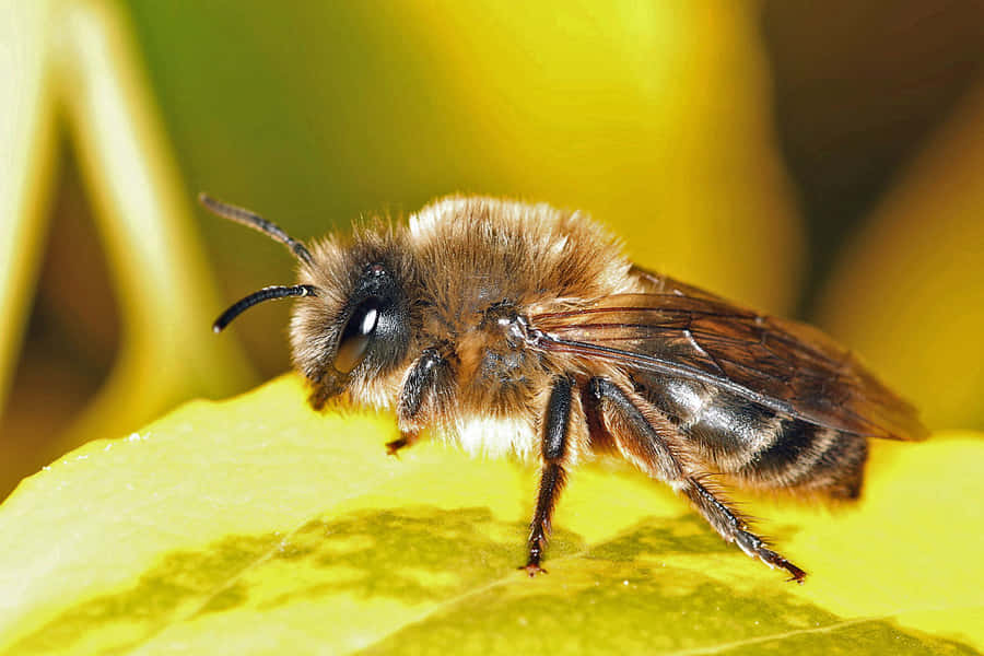 Mason Bee Achtergrond