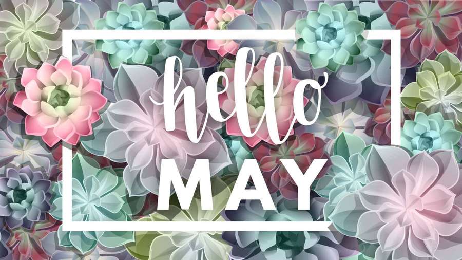 Hello May greeting with colorful succulents in pastel tones. — May Picture