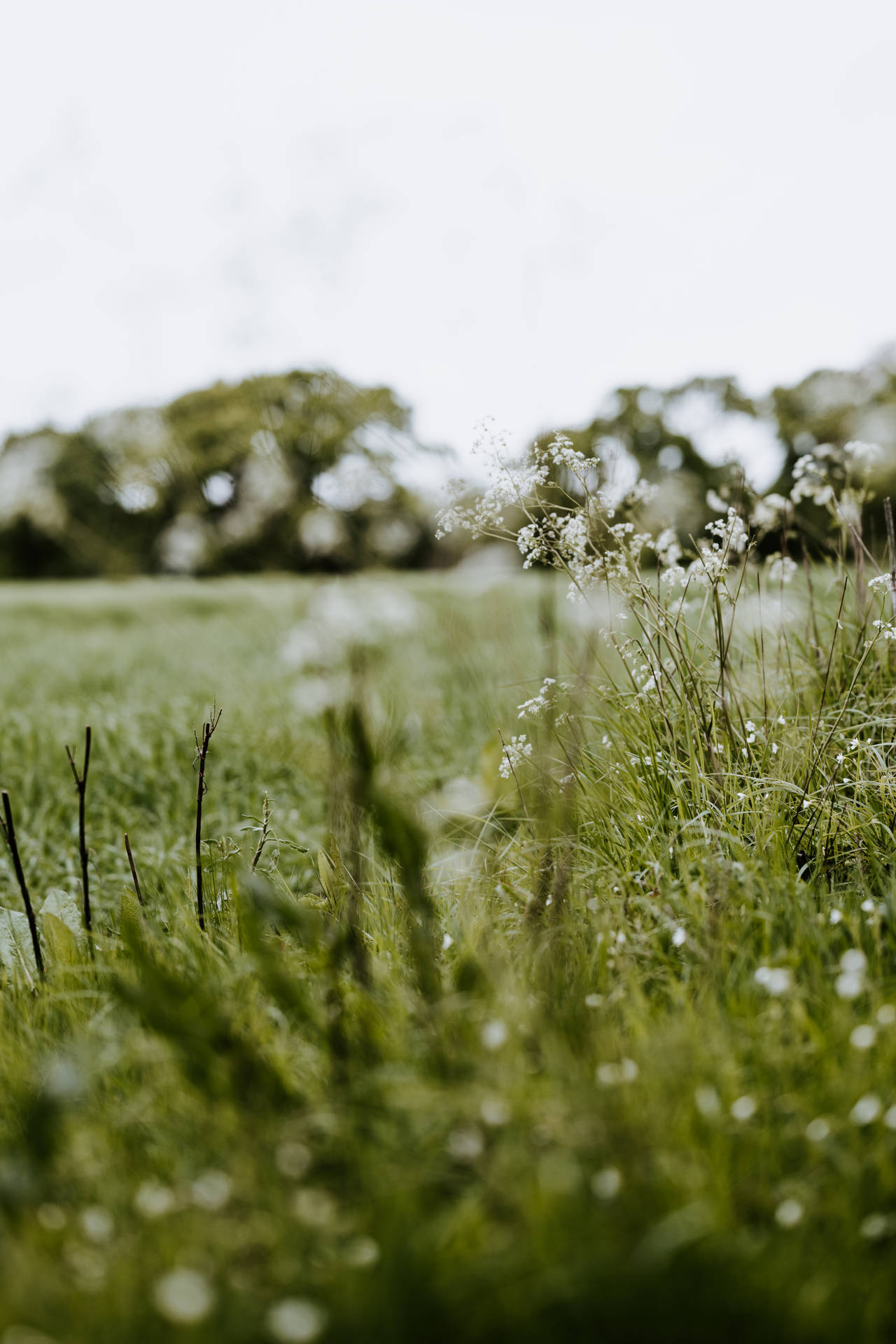 Meadow Fond d'écran