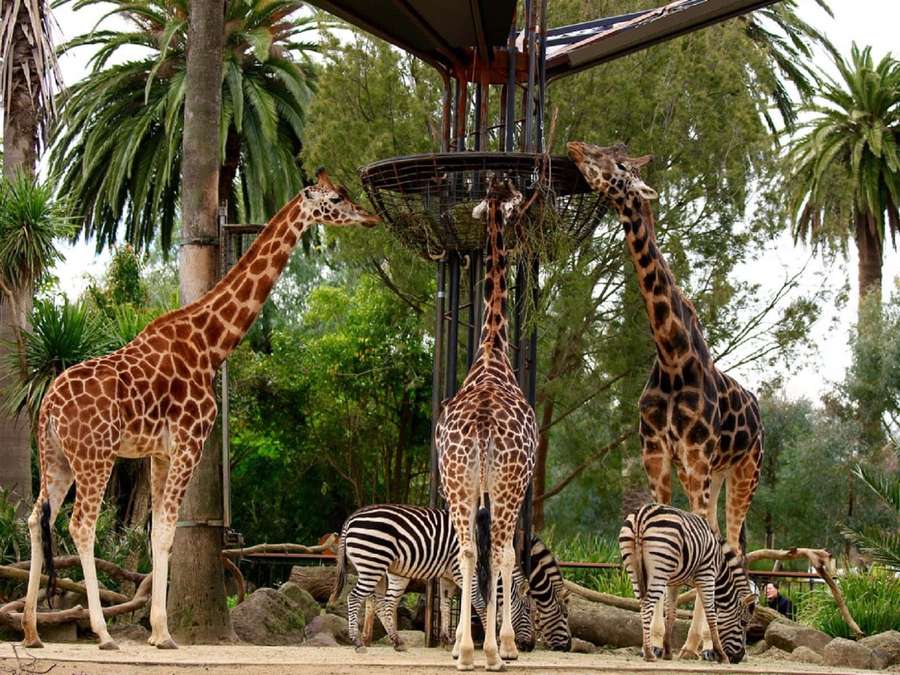 Giraffen und Zebras fressen an einem hohen Futterautomaten in einem Zoo-Gehege mit Palmen. — Melbourne Zoo Wallpaper