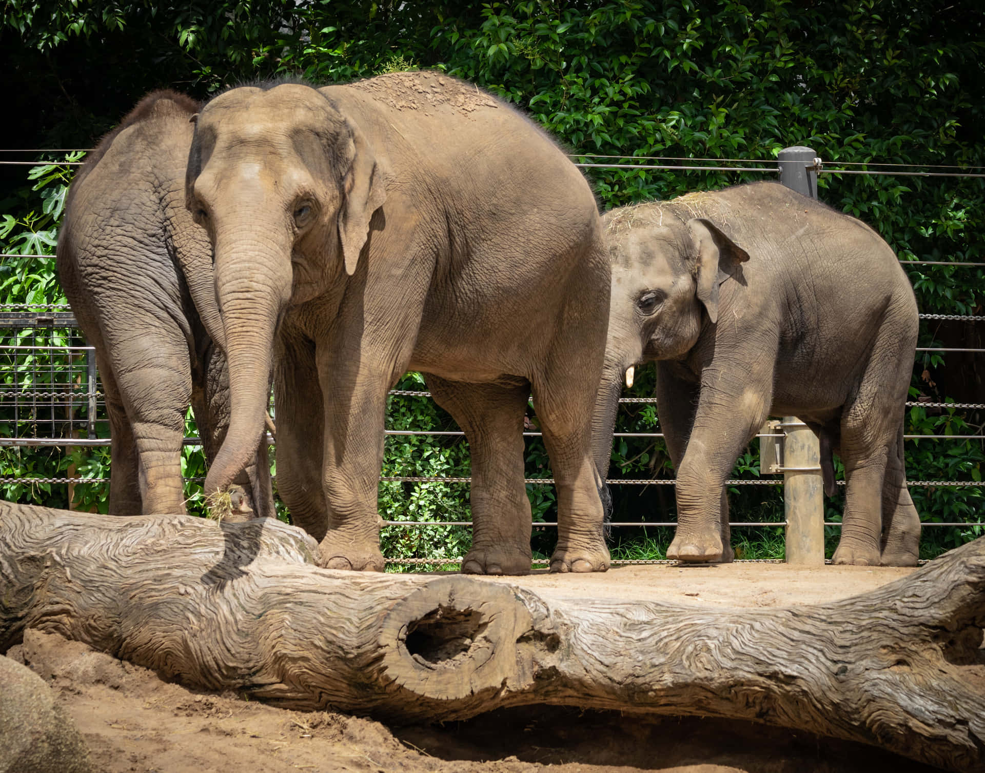 Melbourne Zoo Bakgrunnsbildet