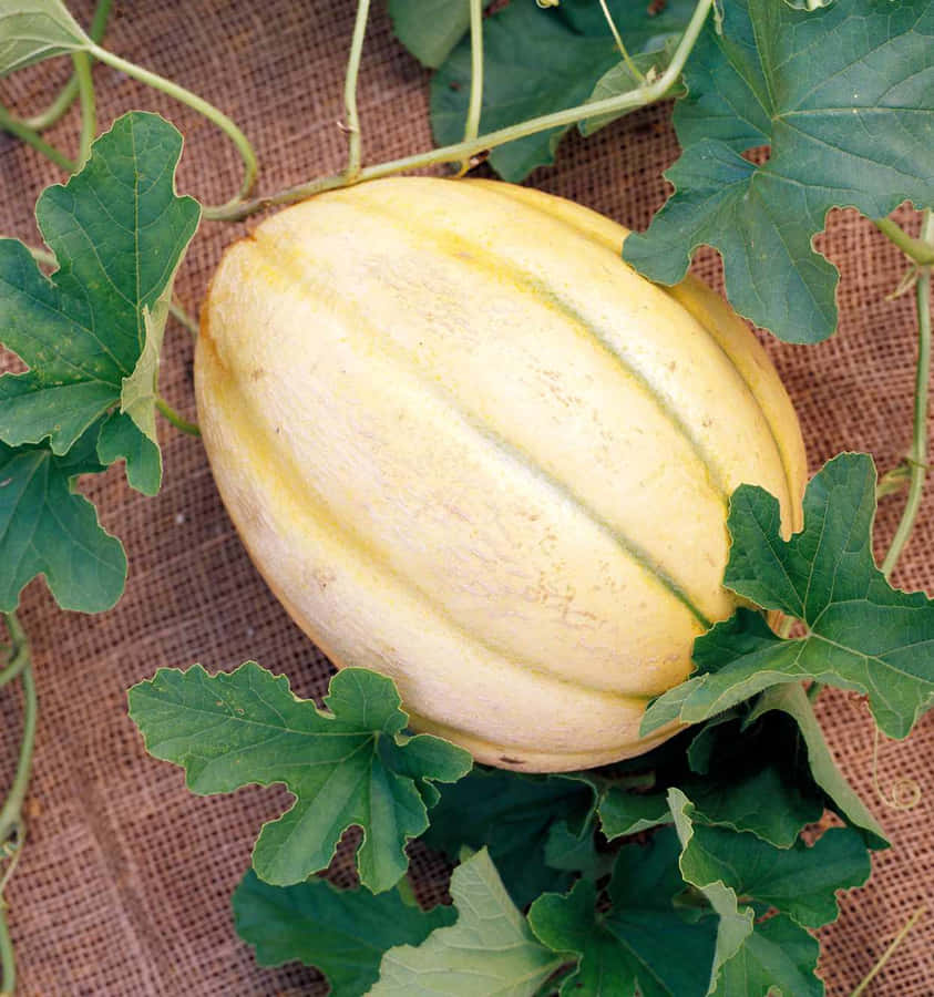 Melon kuning matang tersembunyi di antara daun hijau di permukaan goni. — Melon Wallpaper