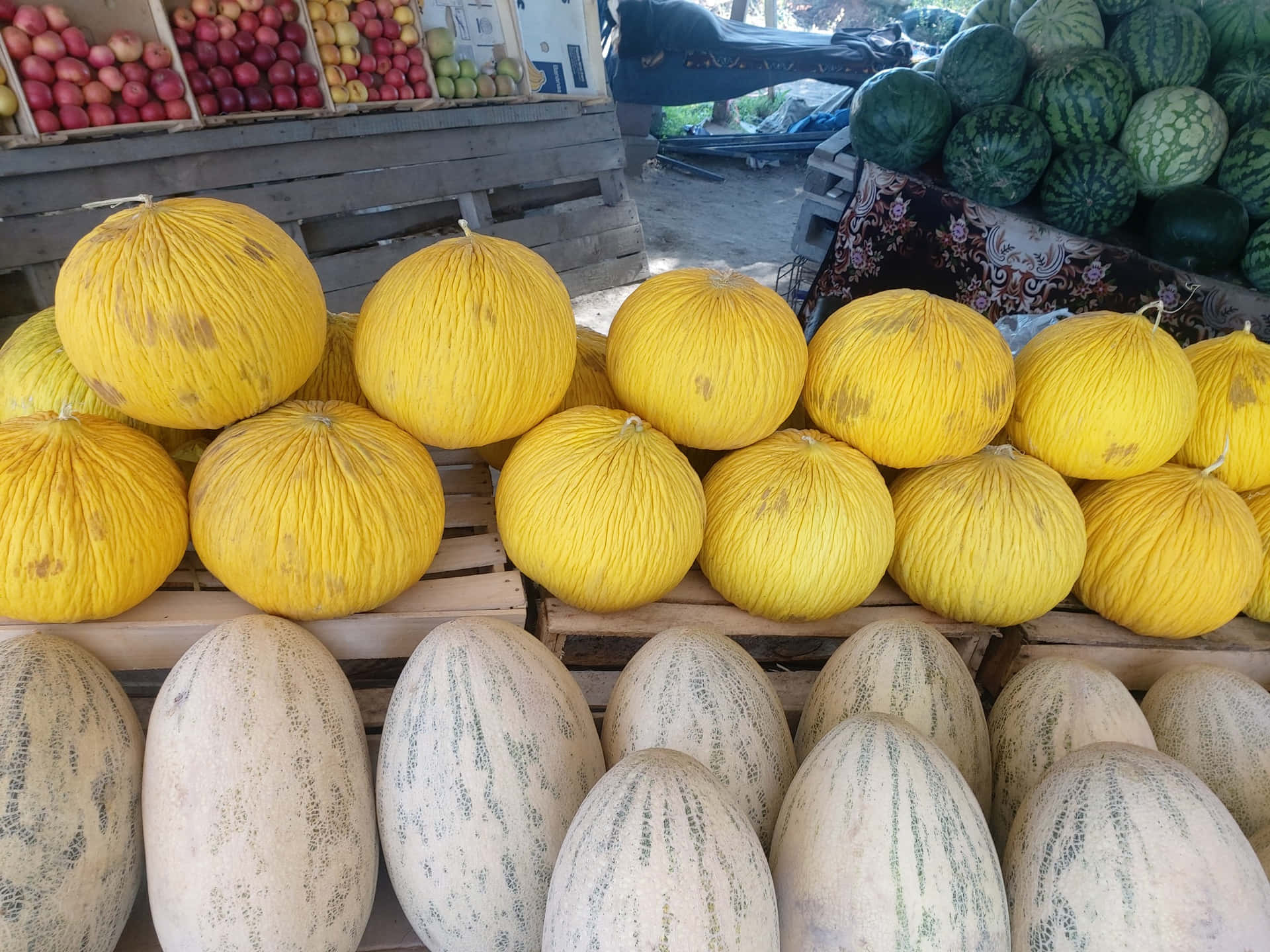 Melon Casaba Fond d'écran