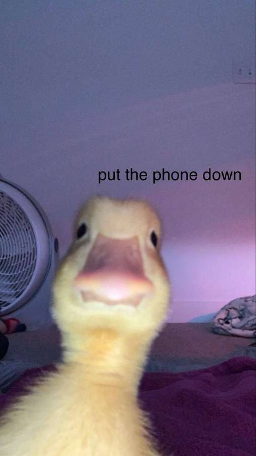 Ein Entenküken starrt in die Kamera mit dem Text put the phone down. — Meme telefon Wallpaper