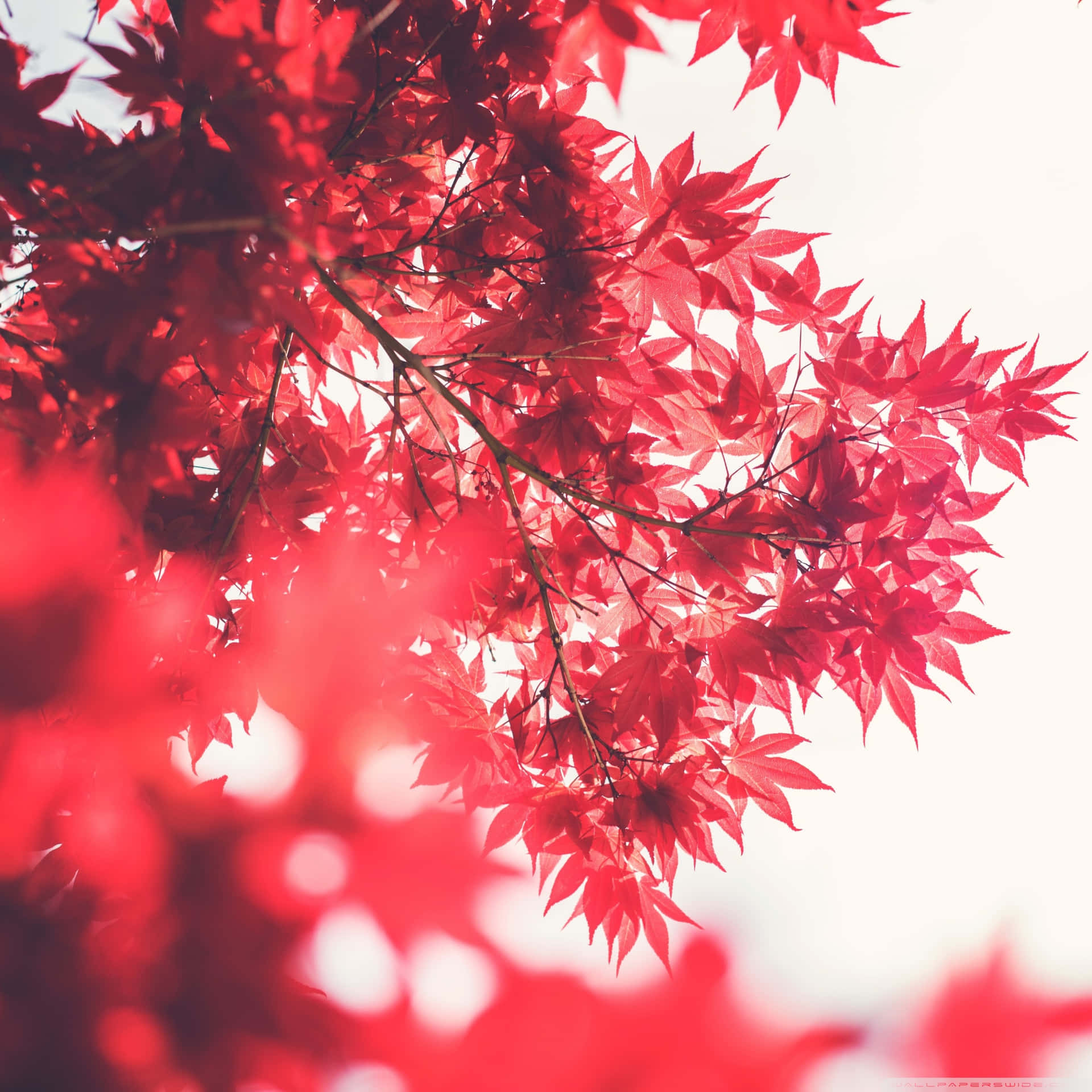 Merah Jepang Wallpaper