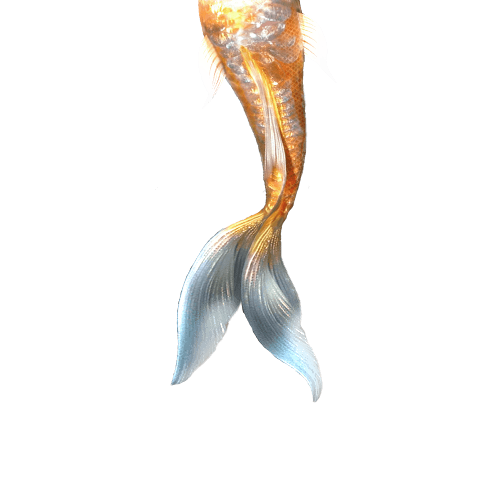 Mermaid Tail Free Svg SVG