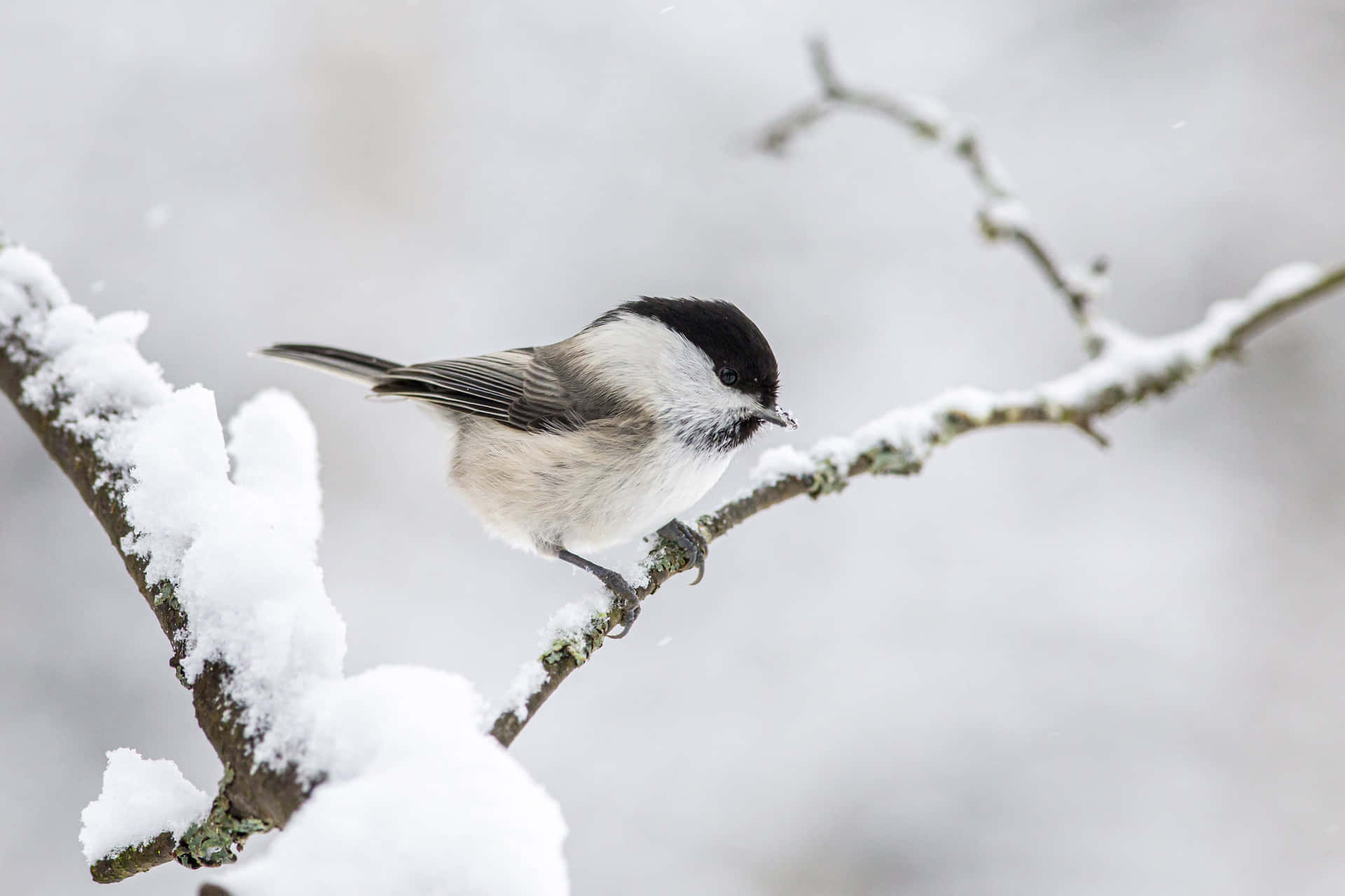 Mésange Fond d'écran