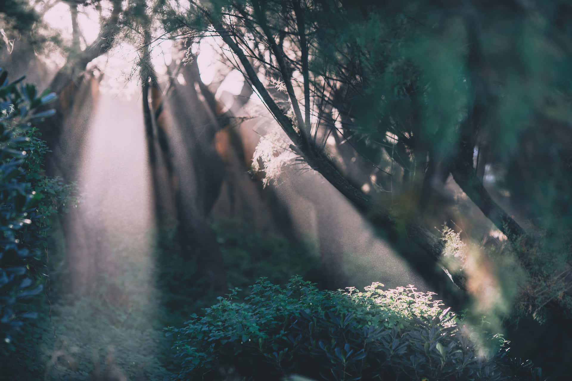 Metsä Tausta Taustakuva