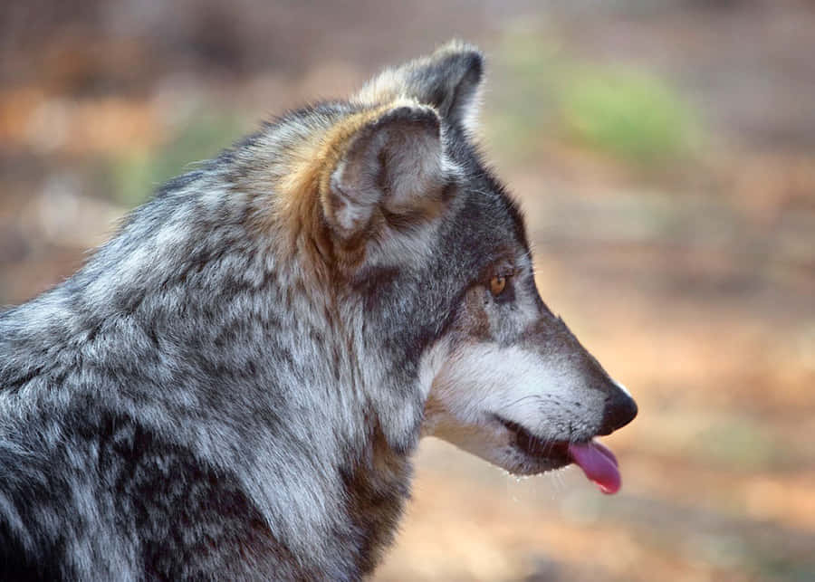 Mexicaanse Wolf Achtergrond