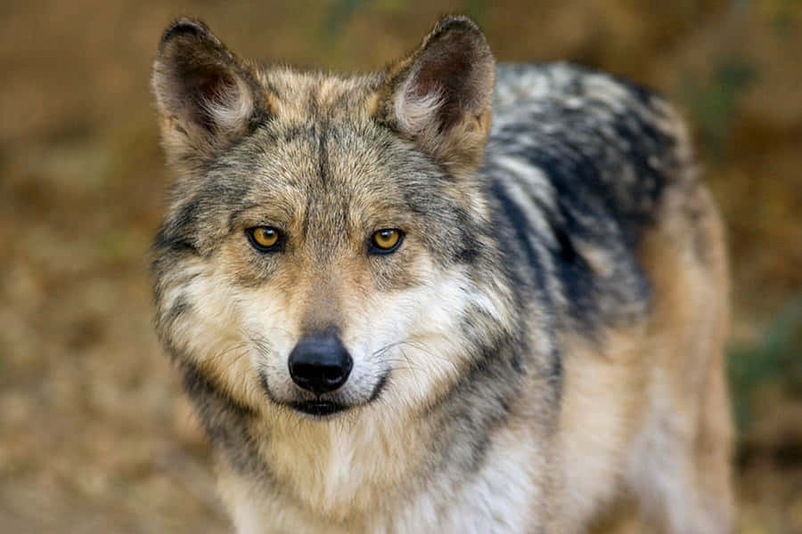 Mexican Wolf Wallpaper