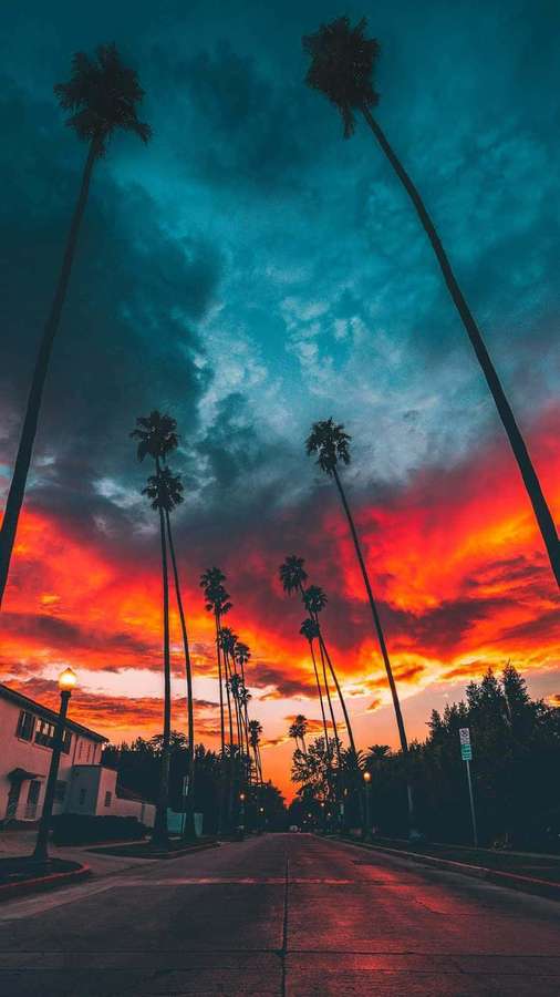 Palm trees frame a vivid sunset sky over a quiet street at dusk. — Miami 4K Wallpaper