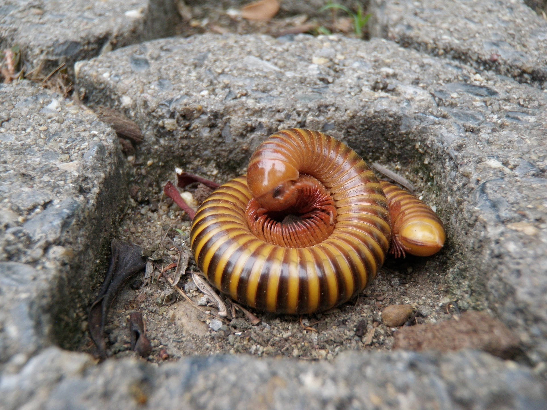 Mille-pattes Fond d'écran