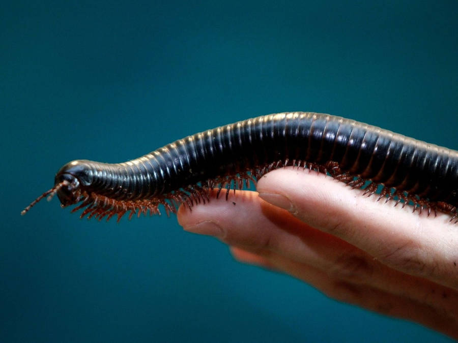 Millipede Bakgrunnsbildet