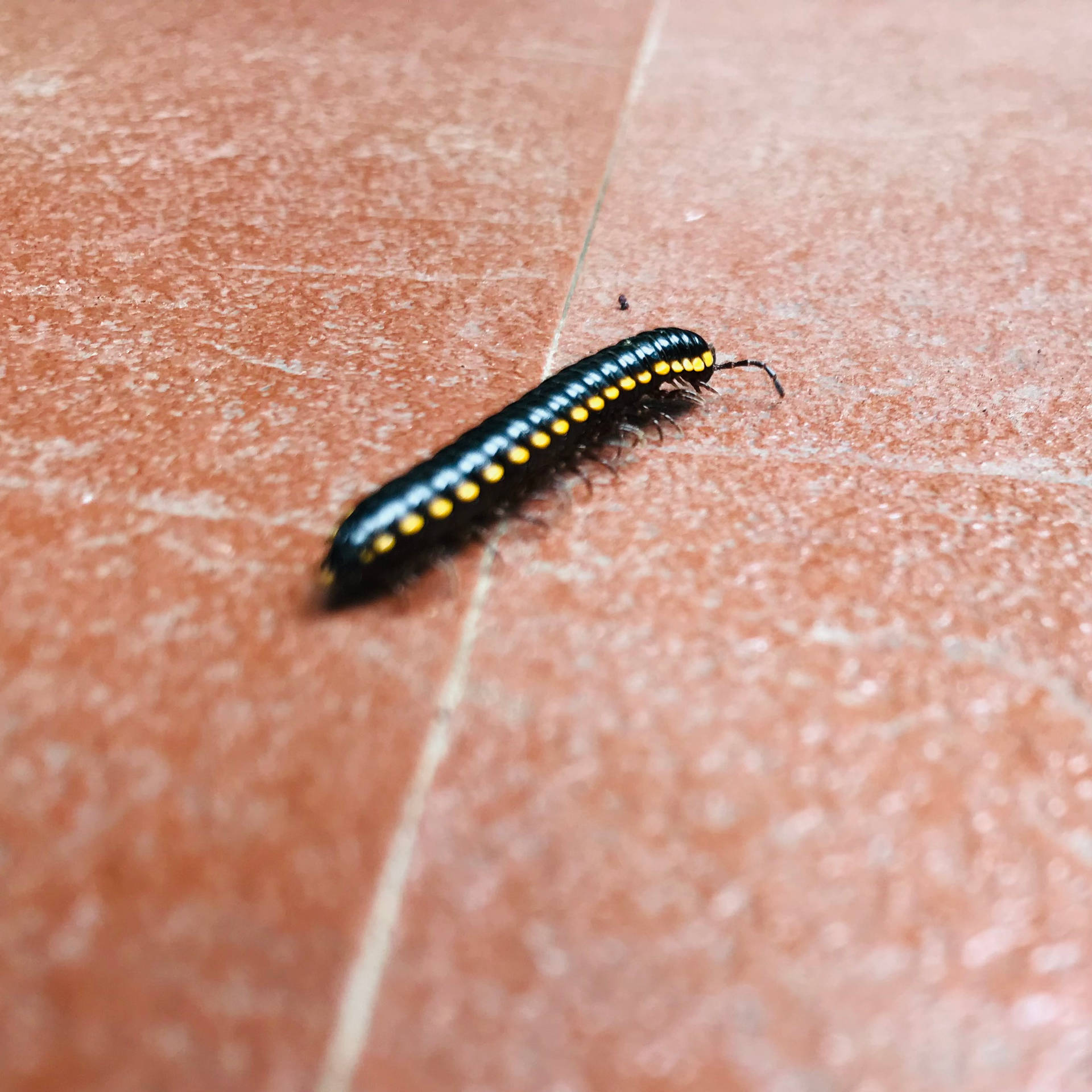 Millipede Taustakuva