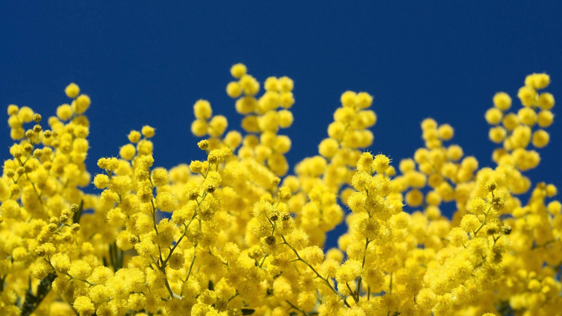 Mimosa Blomst Baggrunde