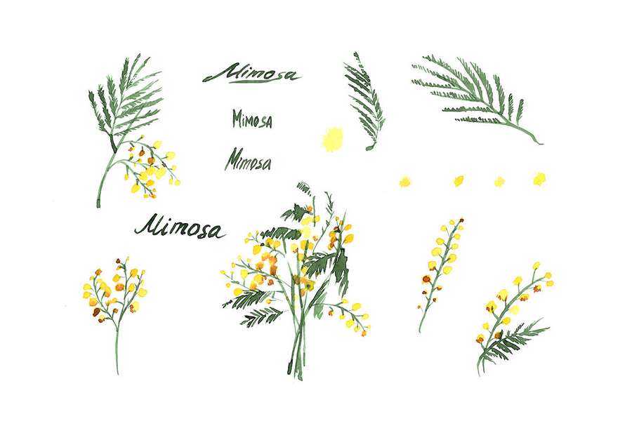 Watercolor floral illustrations of mimosa with handwritten labels on white background — Mimosa Flower Background