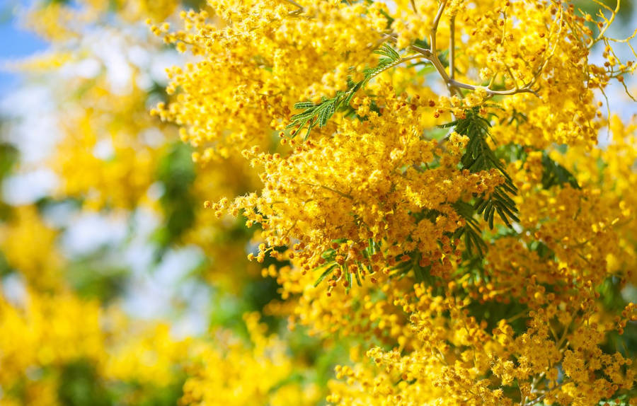 Mimosa Flower Achtergrond