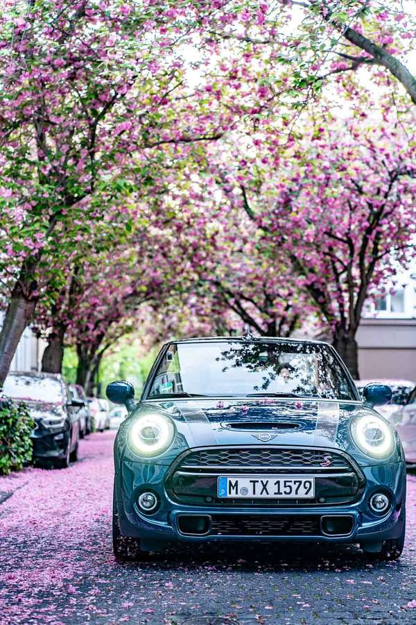 MINI Cooper verde azulado estacionado bajo cerezos en flor con pétalos rosas en el suelo. — Mini Cooper Se Fondos de pantalla